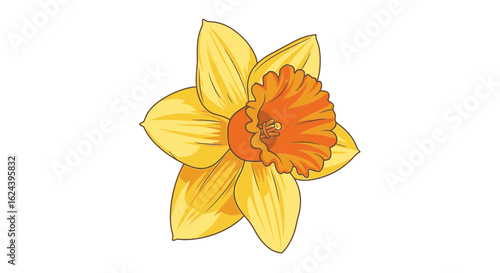 Bright Yellow Daffodil Flower Vector Illustration
