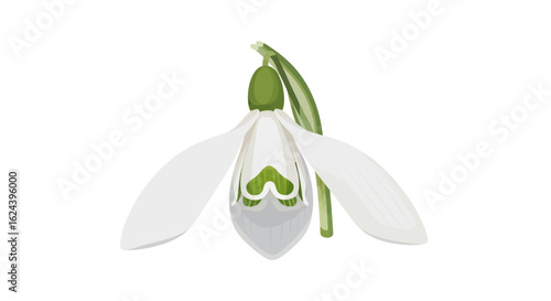 Snowdrop Flower – Elegant White Winter Bloom Vector Illustration

