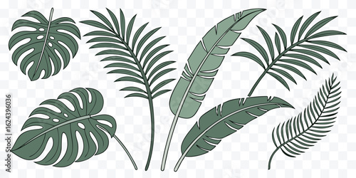 Tropical leaves illustration with monstera and palm fronds in various arrangements offering a botanical touch to designs and patterns