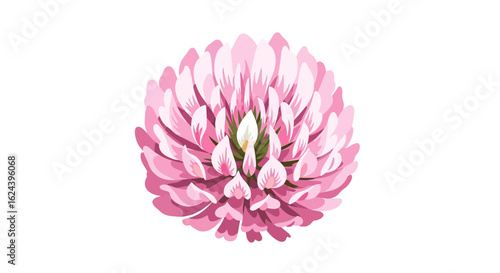 Pink Clover Flower – Detailed Botanical Vector Illustration

