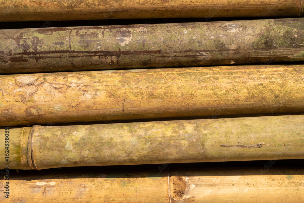 close up of bamboo stem close up of bamboo stem