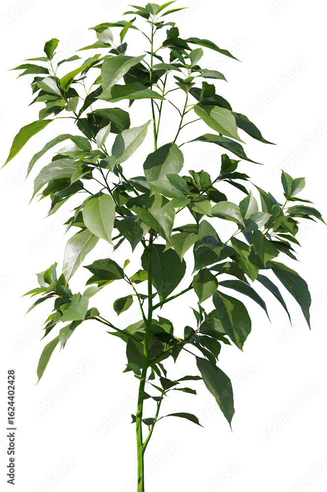 Obraz premium Plants, Transparent, PNG, Grass, garden plants