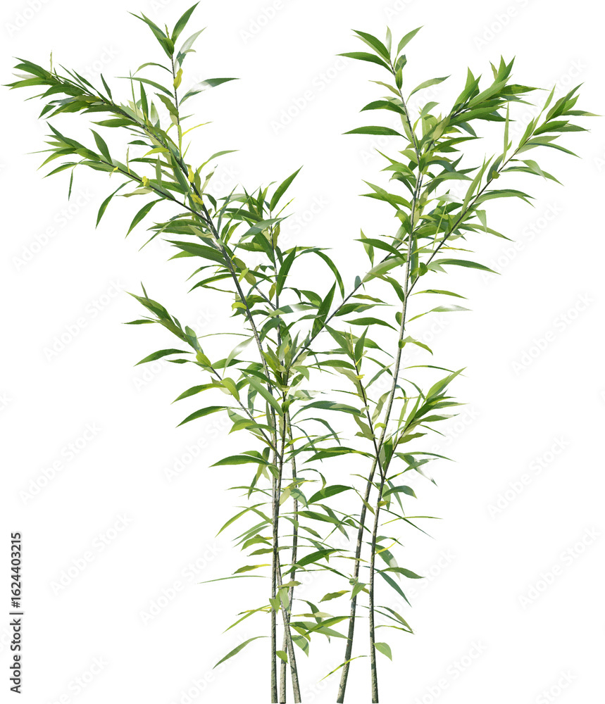 Fototapeta premium Plants, Transparent, PNG, Grass, garden plants