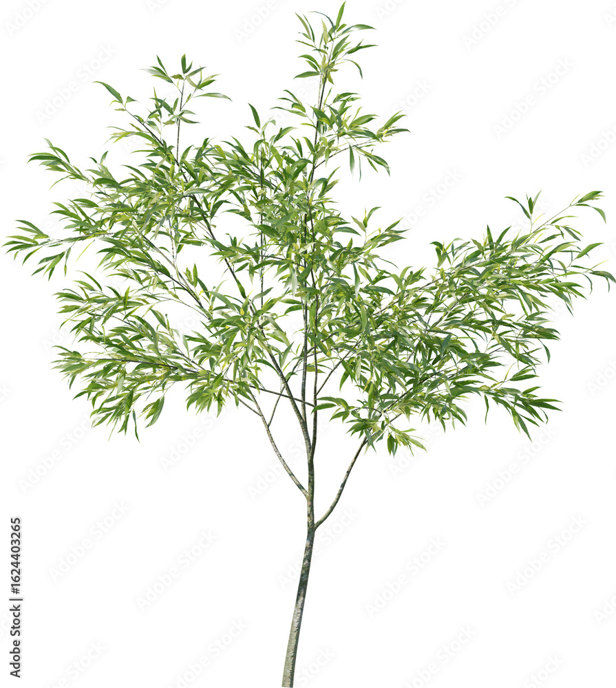 Fototapeta premium Plants, Transparent, PNG, Grass, garden plants