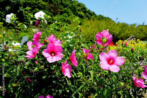 アメリカフヨウ