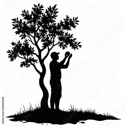 Silhouette of person picking apples from tree in orchard, apples ready for harvest. Picking apples emphasizes connection to nature.