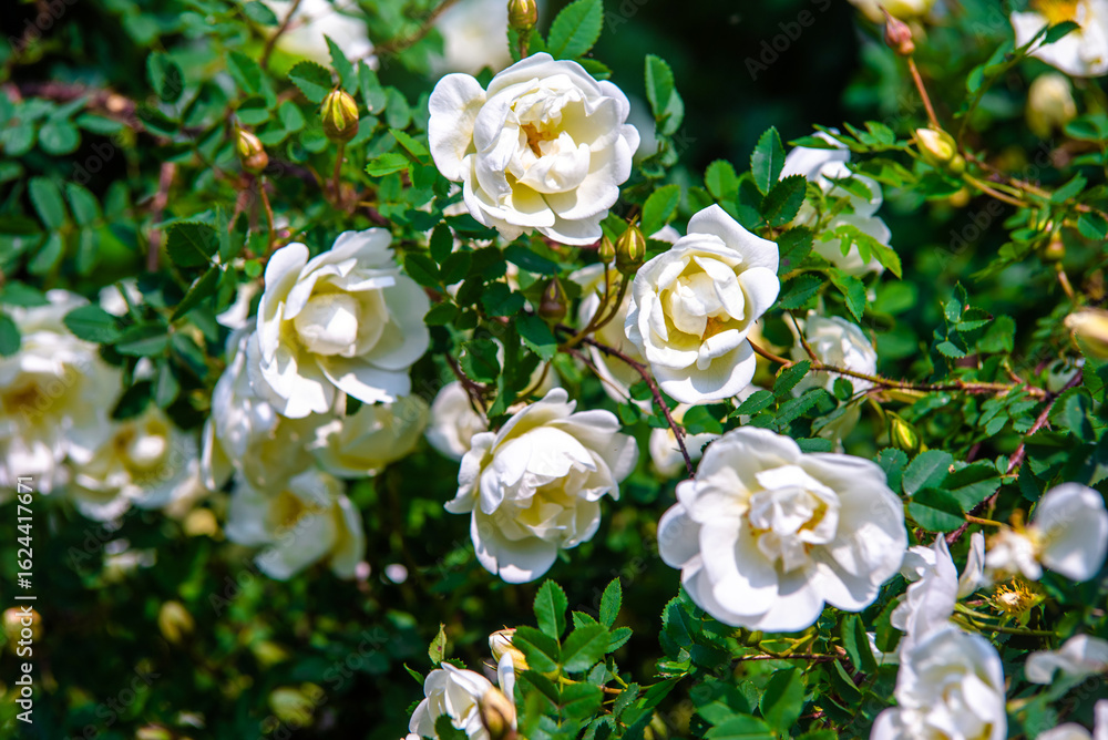 Fototapeta premium white rose on a green natural background