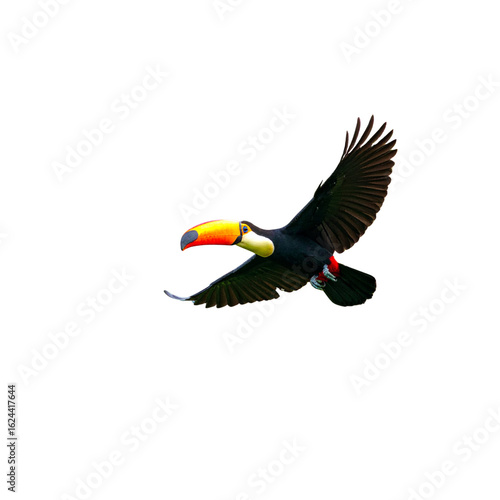 Untitled design - Flying toucan in tropical forest wildlife colorful bird isolated on transparent background (2)