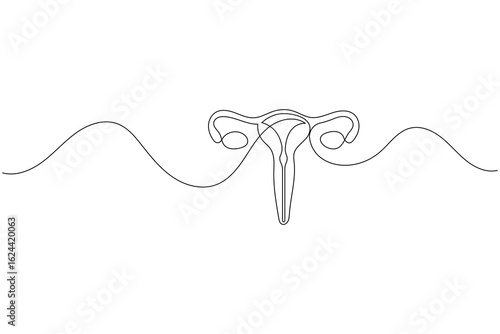 Minimalist one line drawing of a human uterus with fallopian tubes. Modern medical anatomy concept