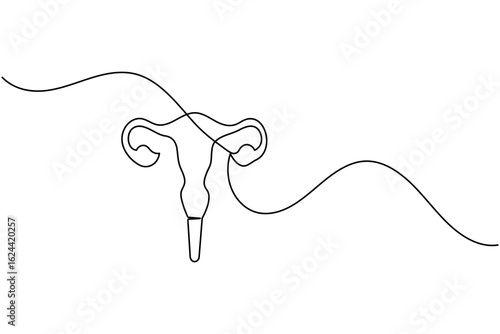 Minimalist one line drawing of a human uterus with fallopian tubes. Modern medical anatomy concept