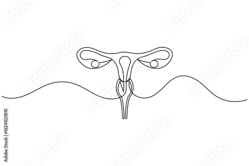 Minimalist one line drawing of a human uterus with fallopian tubes. Modern medical anatomy concept