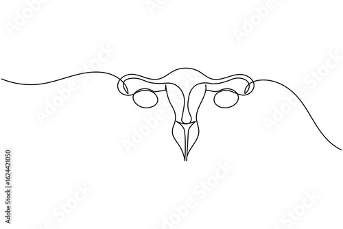Minimalist one line drawing of a human uterus with fallopian tubes. Modern medical anatomy concept