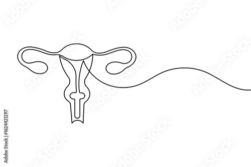 Minimalist one line drawing of a human uterus with fallopian tubes. Modern medical anatomy concept