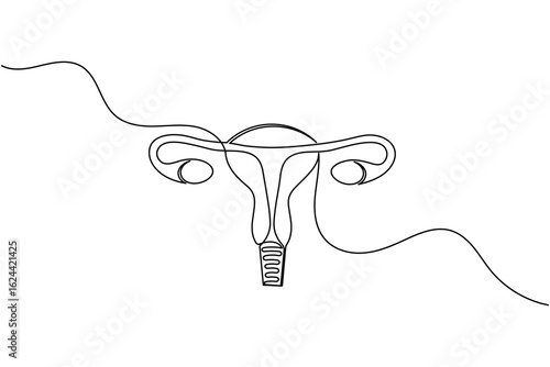 Minimalist one line drawing of a human uterus with fallopian tubes. Modern medical anatomy concept