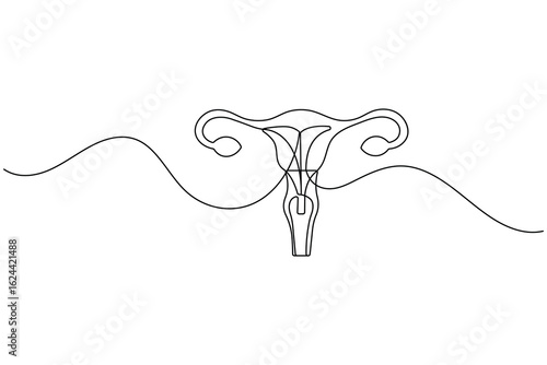 Minimalist one line drawing of a human uterus with fallopian tubes. Modern medical anatomy concept