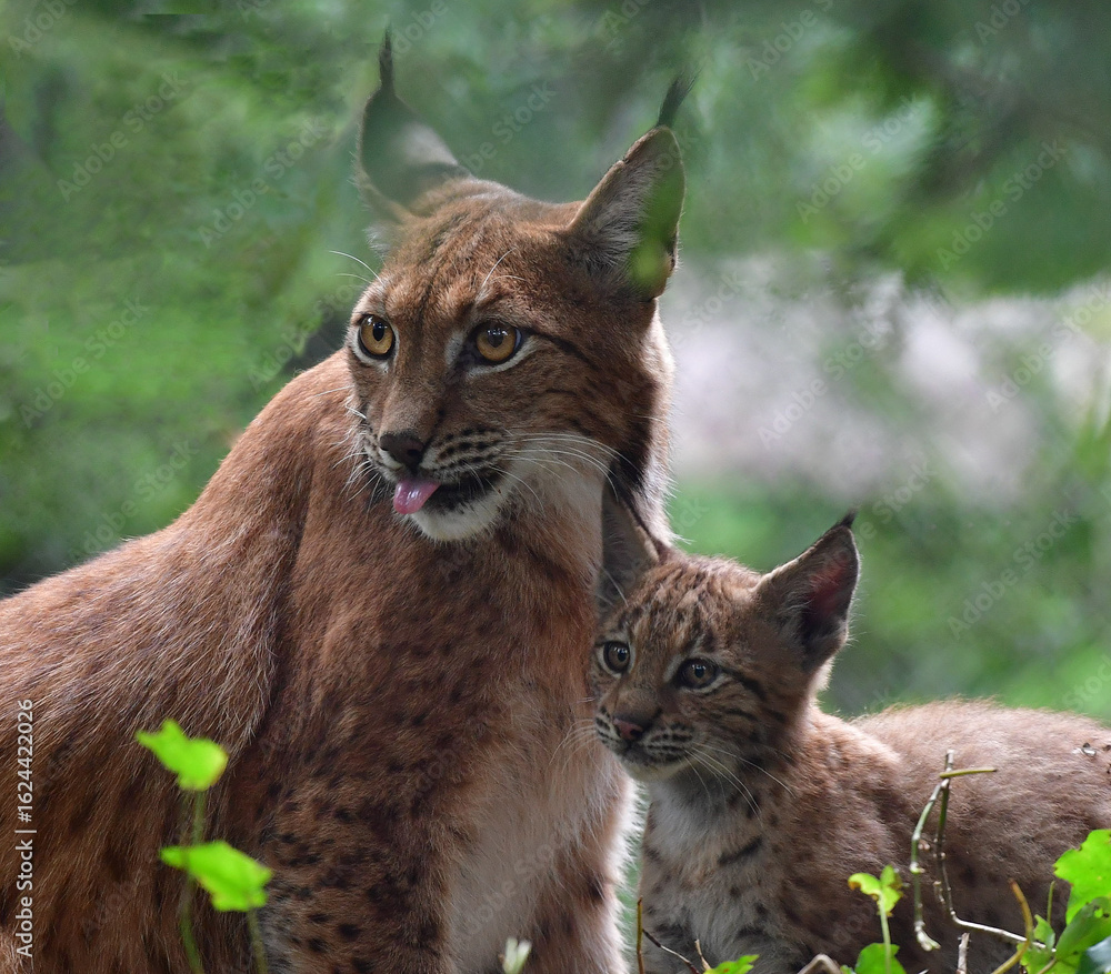 Obraz premium Europäischer Luchs