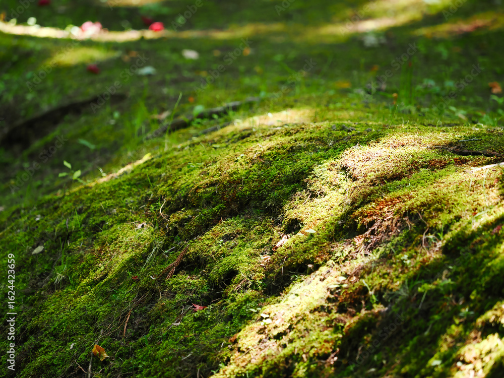 Obraz premium 太陽光があたる苔の生えた地面