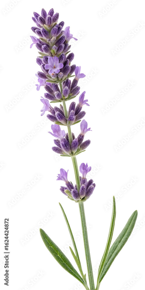 Obraz premium purple lavender sprig
