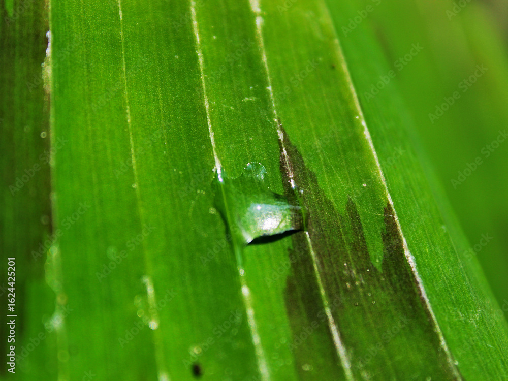 Close-up view of a dewdrop on the banana leaf. Close-up view of a dewdrop on the banana leaf.