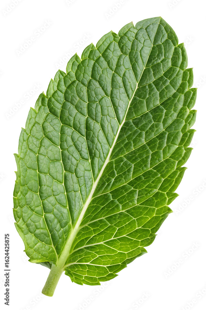 Obraz premium mint leaf closeup