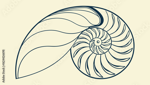 nautilus shell vector illustration