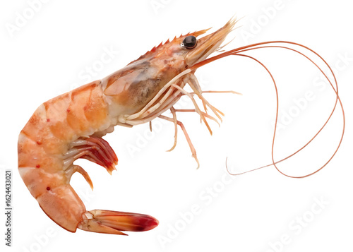whiteleg shrimp png