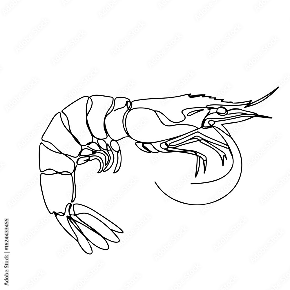 Fototapeta premium shrimp, continuous one line art, black and white, vector illustration, isolated on white background