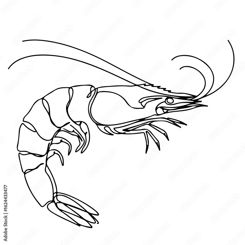 Fototapeta premium shrimp, continuous one line art, black and white, vector illustration, isolated on white background