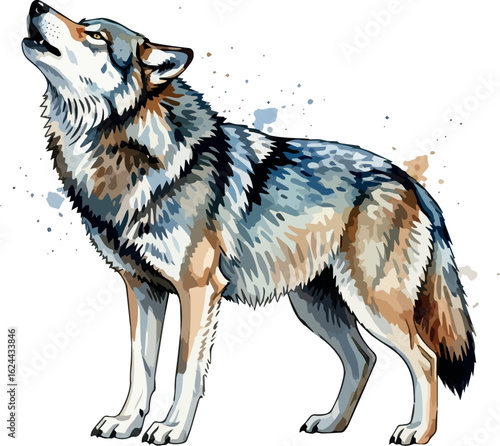water colour illustration of a wolf in isolated on white background