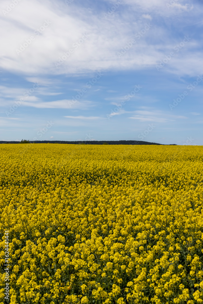 Obraz premium a field with blooming rapeseed flowers in the spring season, a beautiful field with rapeseed flowers for the production of oil and other food products