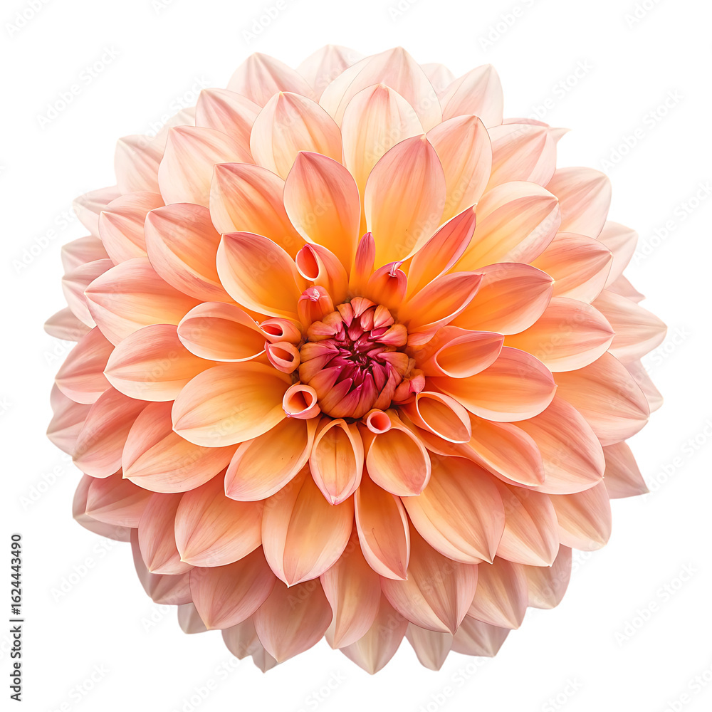 Fototapeta premium Peach Dahlia Flower Head on White