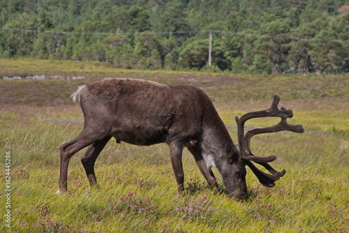 Reindeer part of the Reindeer herd of the Cairngorms, Scotland