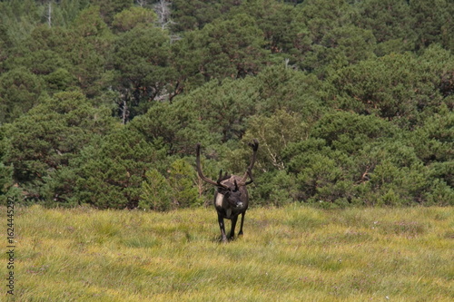 Reindeer part of the Reindeer herd of the Cairngorms, Scotland