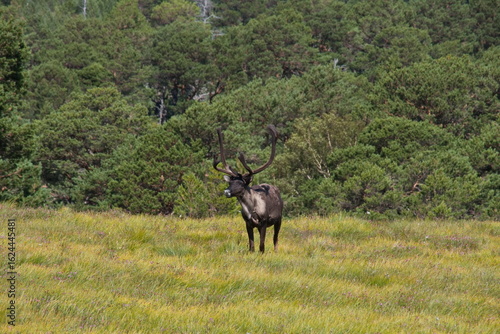 Reindeer part of the Reindeer herd of the Cairngorms, Scotland