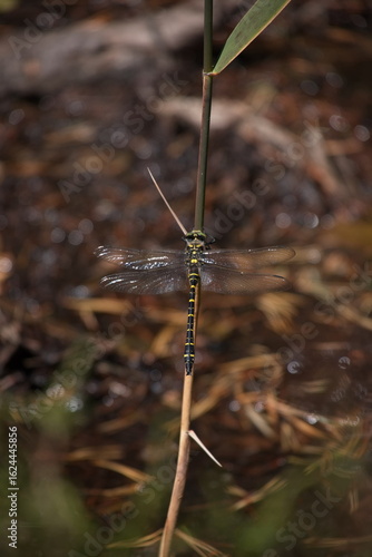 Close up of a dragonfly on a twig near a stream