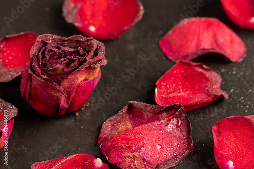 red flaccid and dried petals of red rose flower, dried rose flower on black slate board