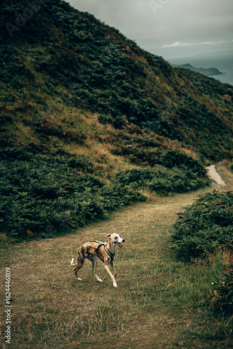 Brindle Whippet Walking on Coastal Path in Devon – Dog Outdoors Photography