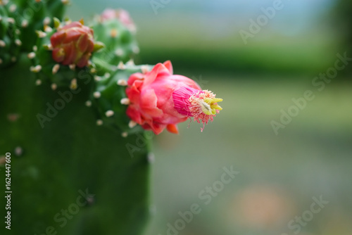 Pink flower of cactus with green leaves background. Close up.