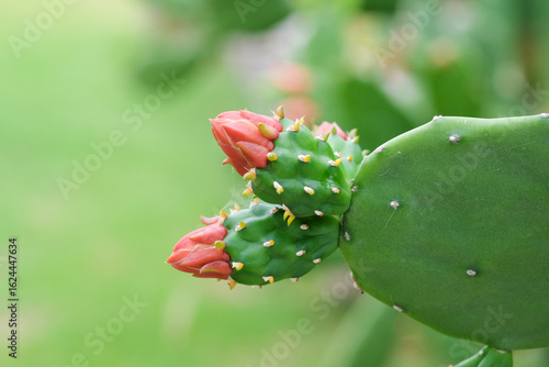 Pink flower of cactus with green leaves background. Close up.