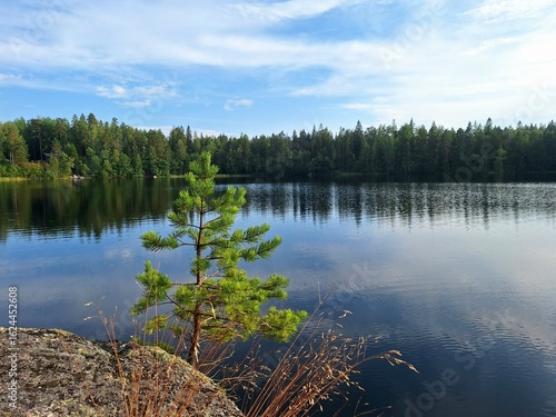 Nuuksio National Park in Espoo, Finland. The tree and the Kattilajärvi lake.