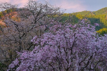Poster encadré  Sunset sky over cherry blossom trees in bloom in Yoshino, Japan, home of the Yoshino Prunus tree cultivar  © eqroy
