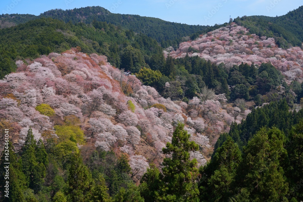 Obraz premium Cherry blossoms in bloom in the spring in Yoshino, Japan