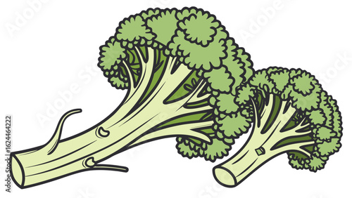broccoli vector illustration