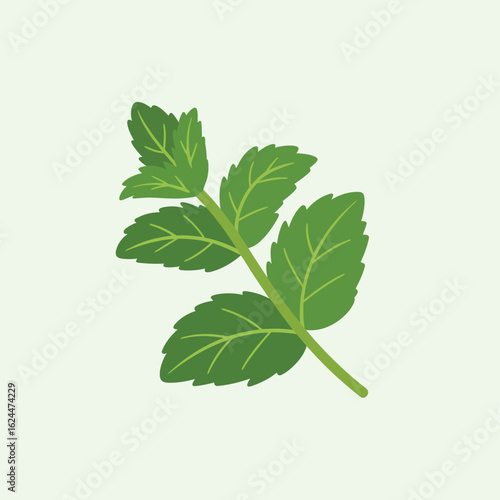Fresh green mint leaves on a light background