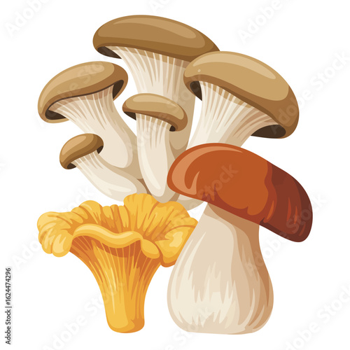 Assortment of fresh gourmet edible mushrooms including chanterelle and porcini