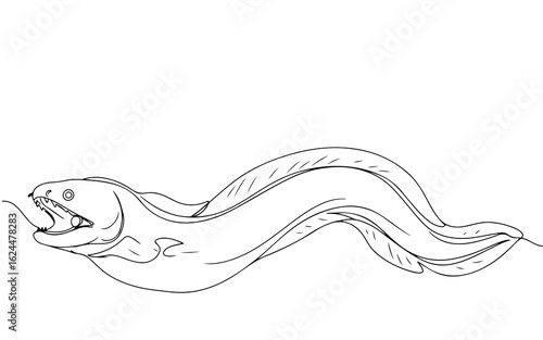 gulper eel, continuous one line art, black and white, vector illustration, isolated on white background