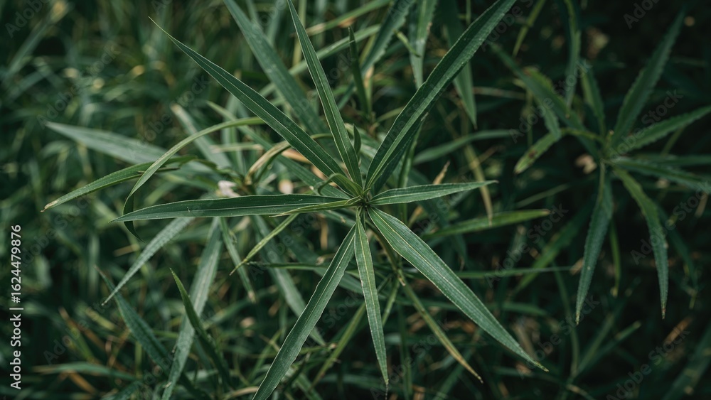 Fototapeta premium Detailed shot of a bamboo stalk featuring slender green leaves