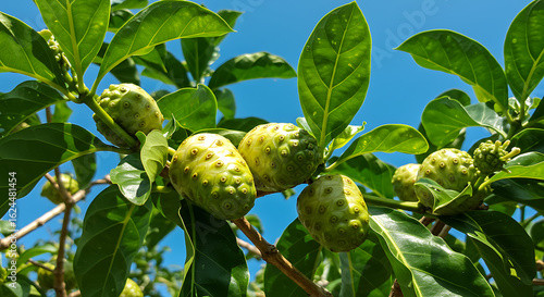 Scene of noni fruit (Morinda citrifolia) on the tree, with mature bumpy fruits and broad shiny leaves. Bright tropical sky in background.

