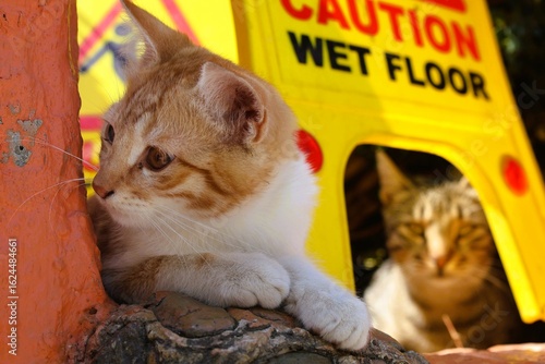 Foto A kitten and a sulky cat behind it in Turkey