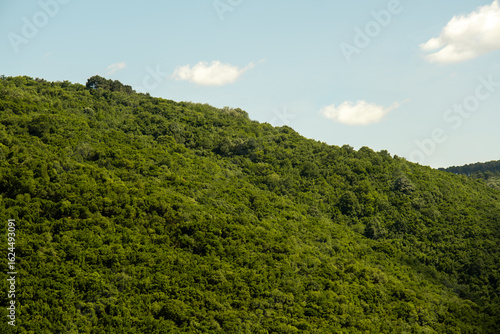 Lush Green Forested Hill under a Clear Sky